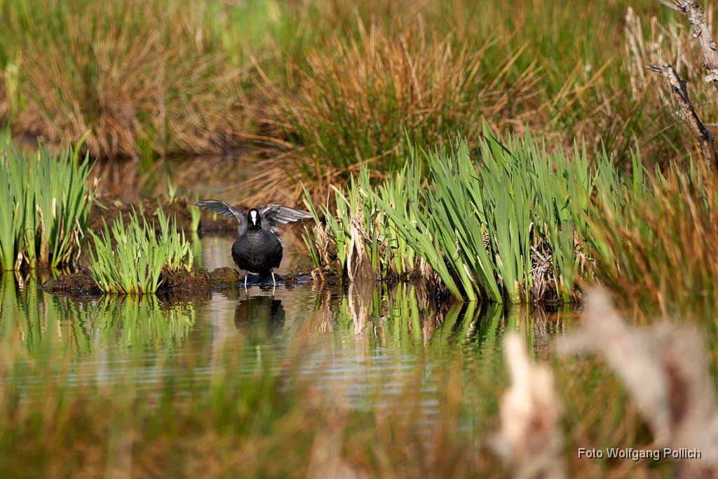 2018-04-17_024_Im_Roten-Moos_WP.jpg -                                