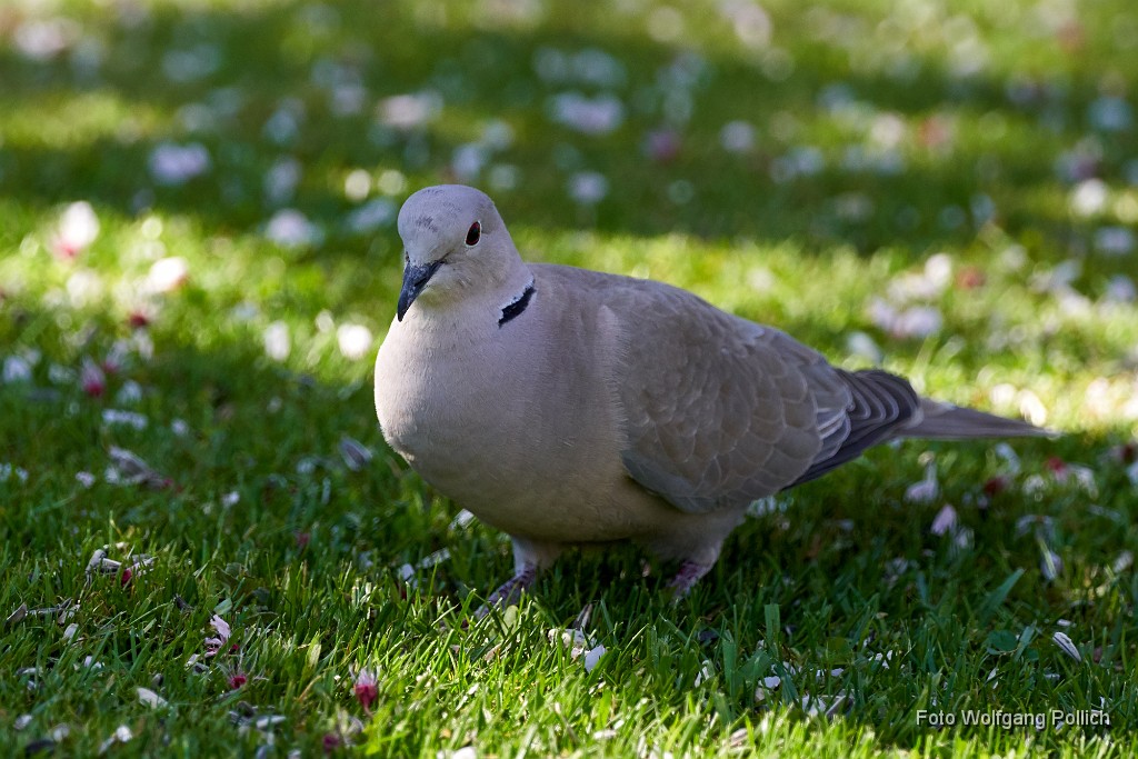 2018-04-19_028_Ringeltaube_WP.jpg -                                