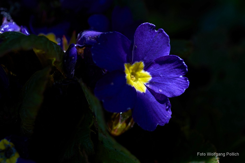 2018-04-20_029_Primel_WP.jpg -                                