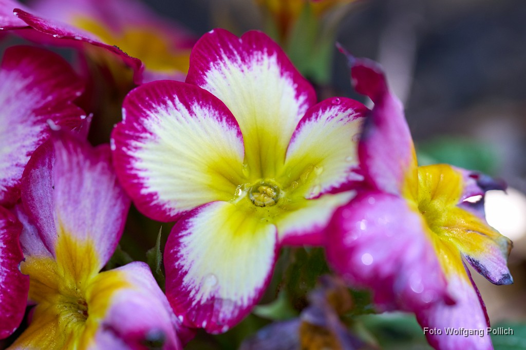 2018-04-20_030_Primeln_WP.jpg -                                