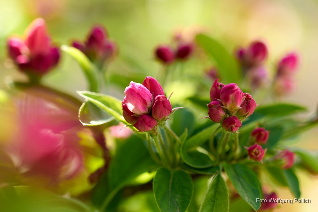 2018-04-20_031_Apfelblueten_WP.jpg -                                