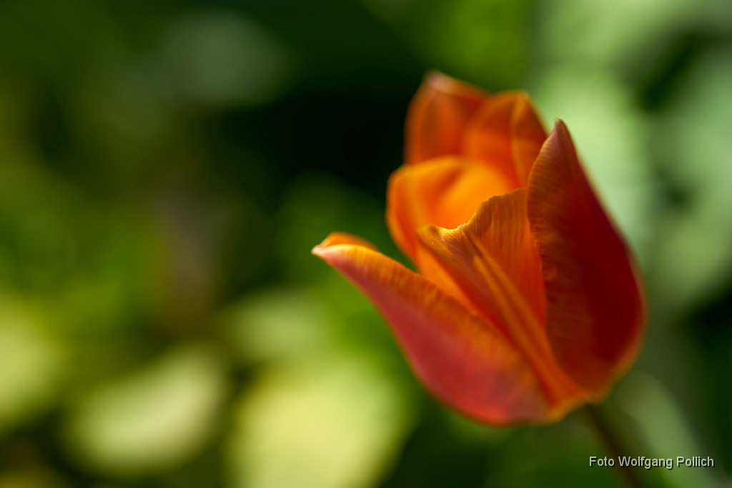 2018-04-20_035_Tulpe_WP.jpg -                                