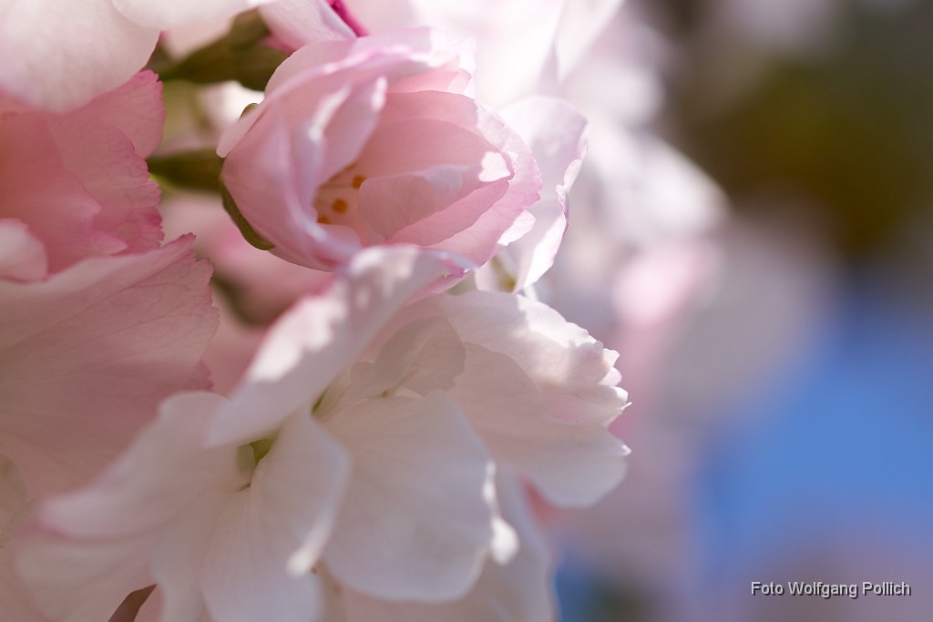 2018-04-22_040_Saeulenkirsche_WP.jpg -                                