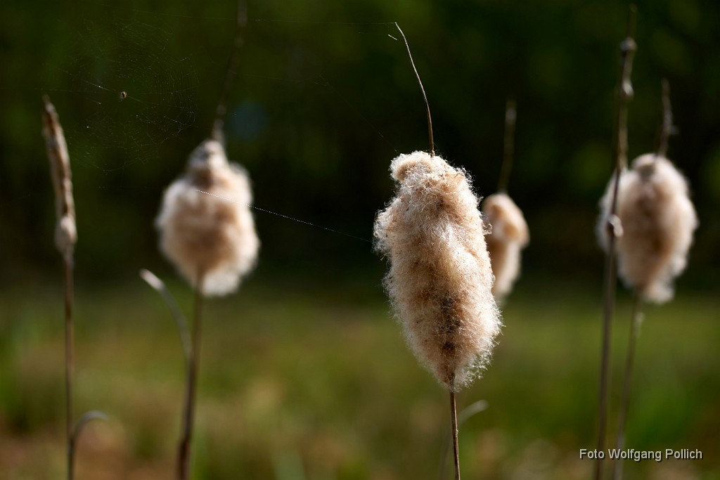 2018-04-22_042_Mooskolben_WP.jpg -                                