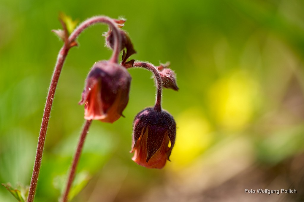 2018-04-22_043_Blutstroepfchen_WP.jpg -                                