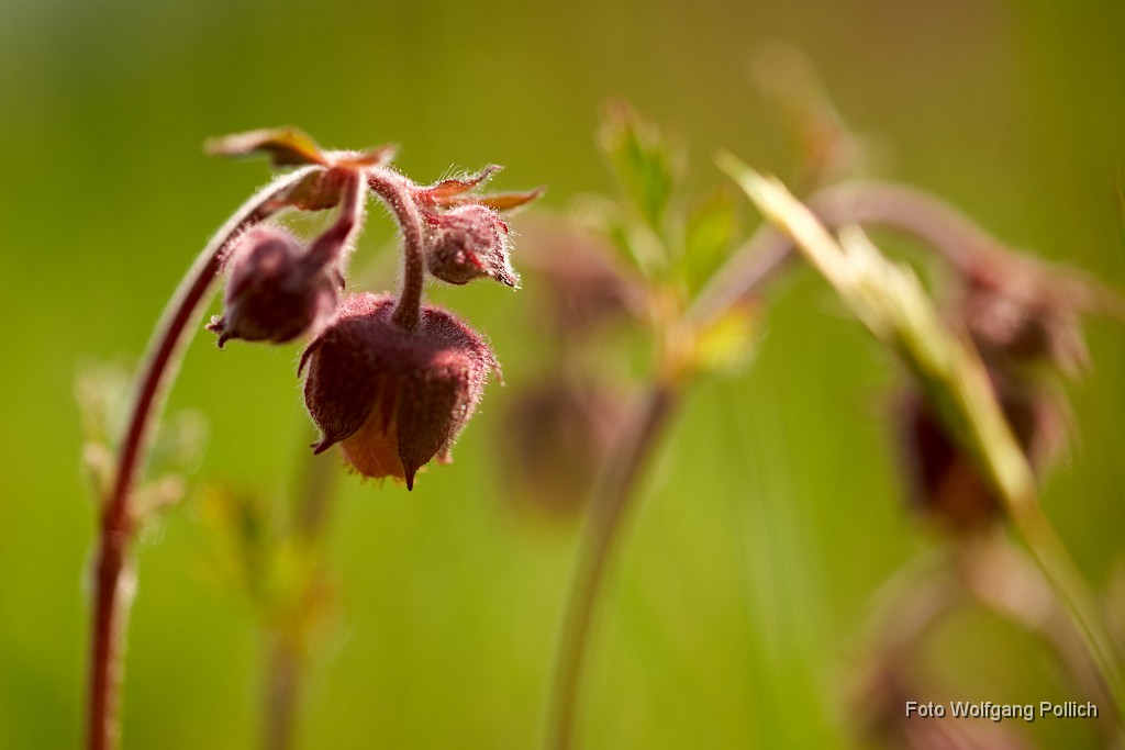 2018-04-22_044_Blutstroepfchen_WP.jpg -                                