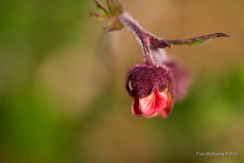 2018-04-22_045_Blutstroepfchen_WP.jpg -                                