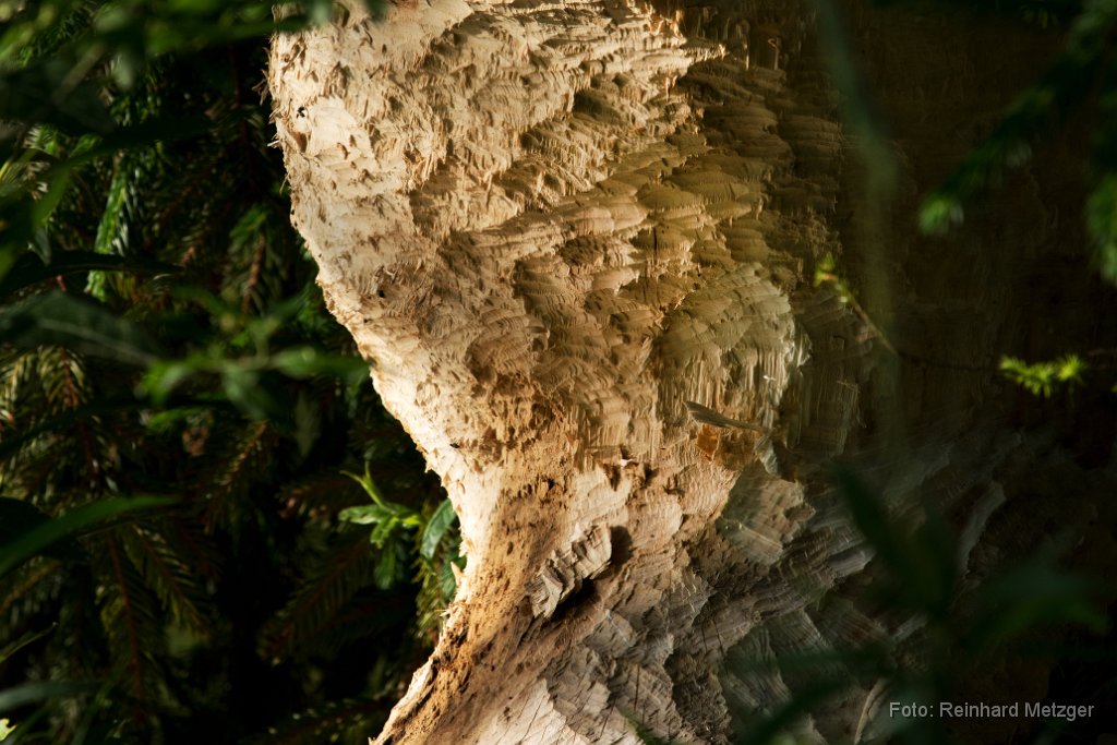 2018-05-31_15_Biberwerk_RM.jpg