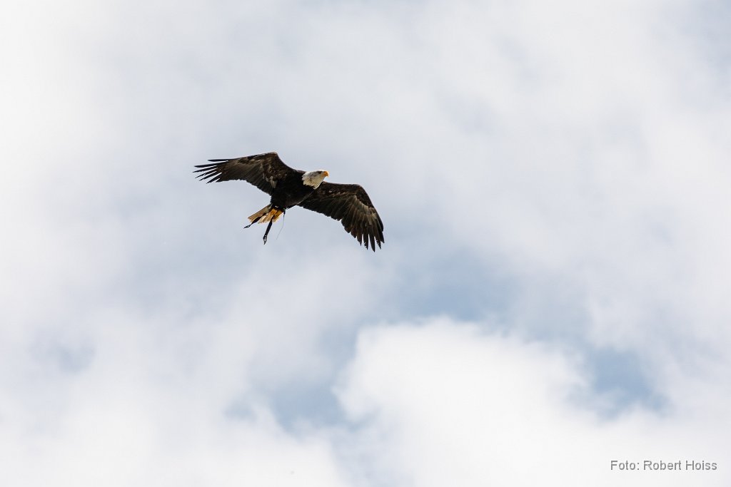 2018-05-31_07_Weisskopfseeadler_6011_RH.jpg