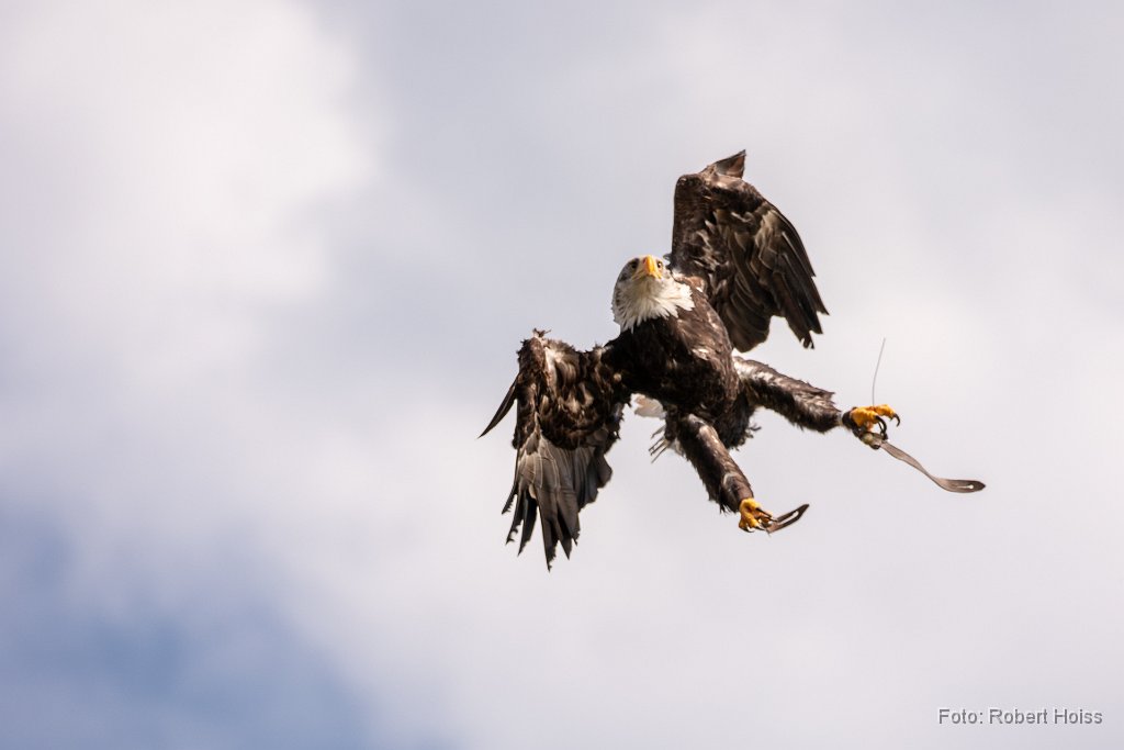 2018-05-31_08_Weisskopfseeadler_6032_RH.jpg