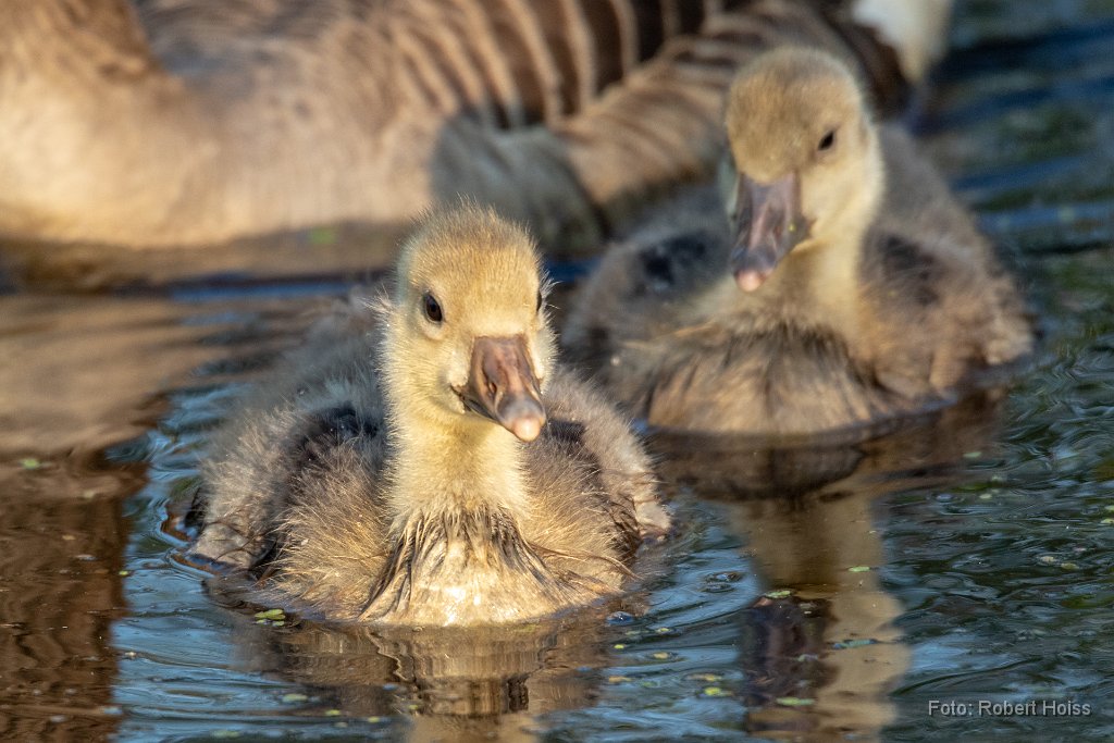 2018-05-31_14_Graugansfamilie_0935_RH.jpg