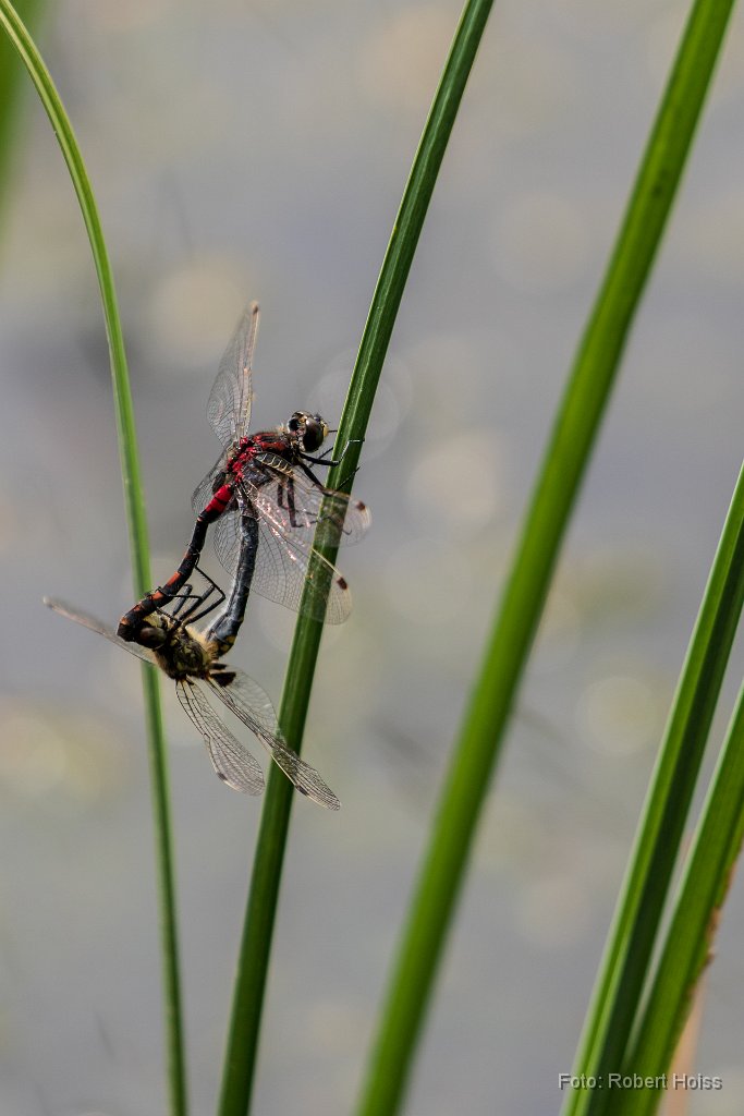 2018-05-31_51_Kleine_Moosjungfer_1594_RH.jpg