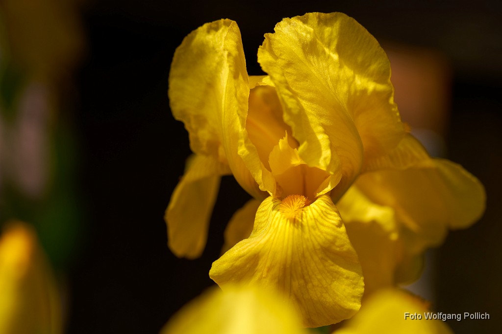 2018-05-05_000_Schwertlilie_im_Garten_WP.jpg -                                