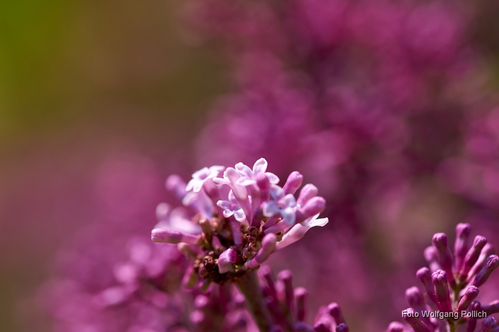 2018-05-05_002_Australischer_Flieder_WP.jpg -                                