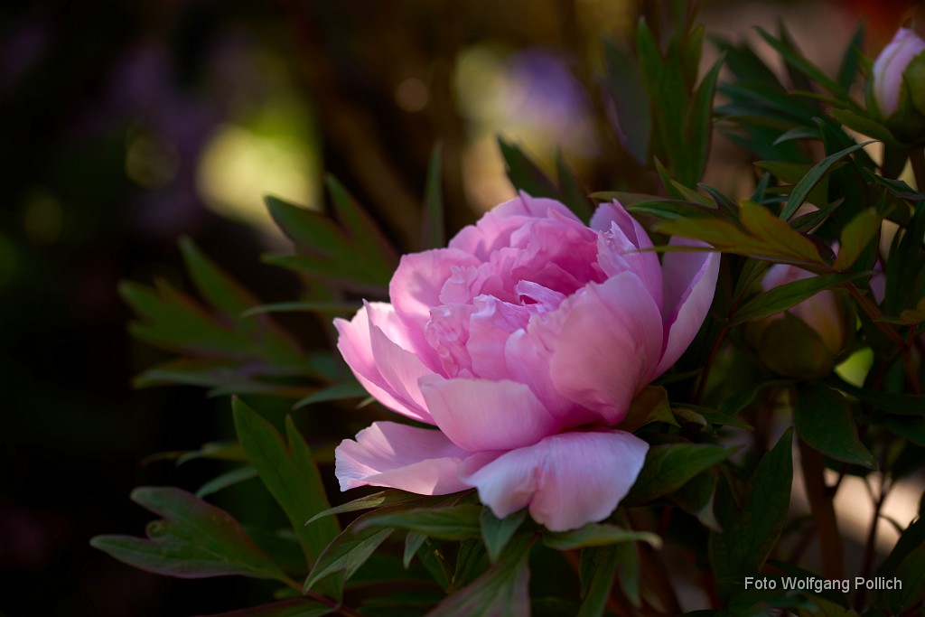 2018-05-06_003_Pfingstrose_WP.jpg -                                