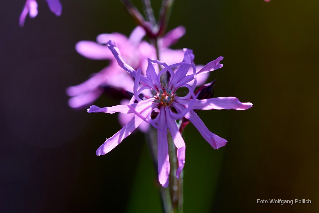 2018-05-06_007_Lichtnelke_im_Biotop_WP.jpg -                                