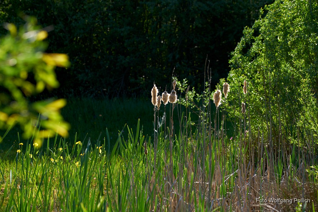 2018-05-06_010_Mooskolben_im_Biotop_WP.jpg -                                