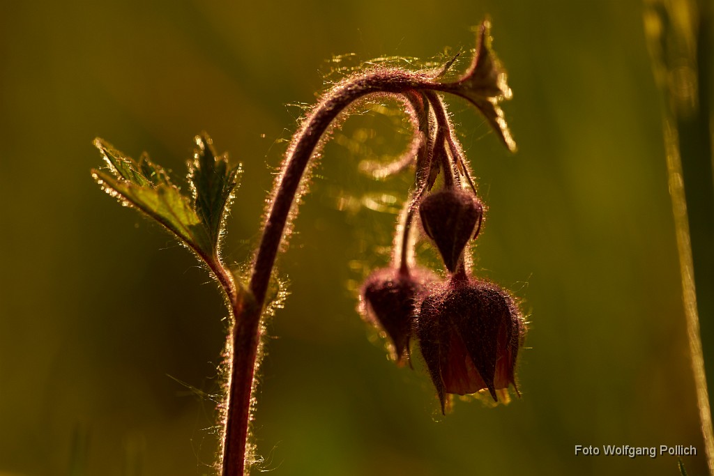2018-05-06_013_Blutströpfchen_WP.jpg -                                