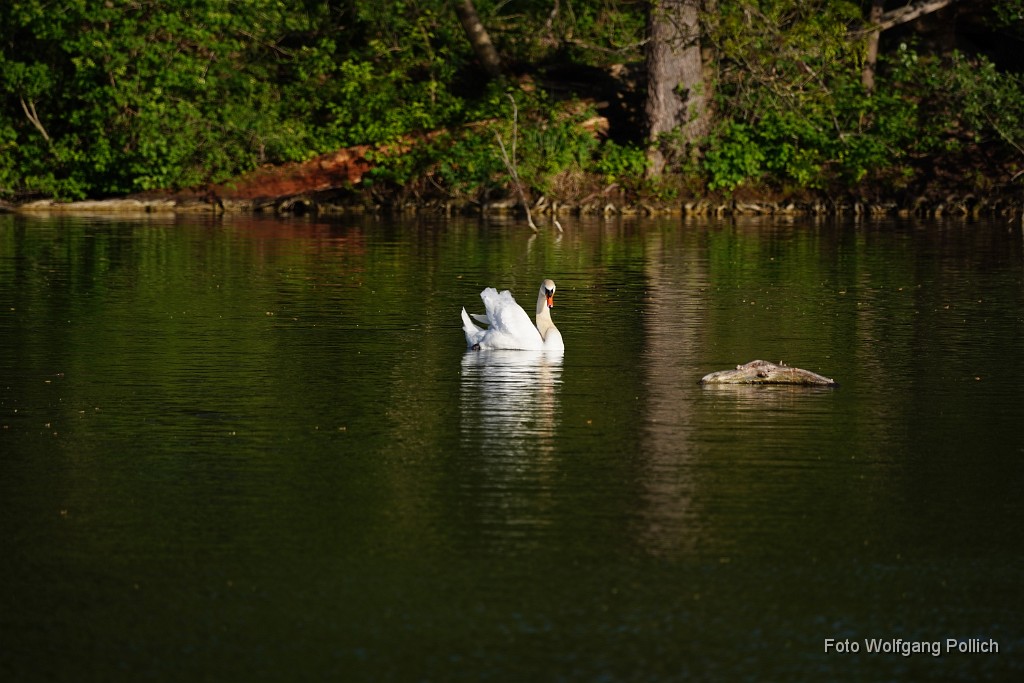 2018-05-07_016_Schwan_Amperstausee_WP.JPG