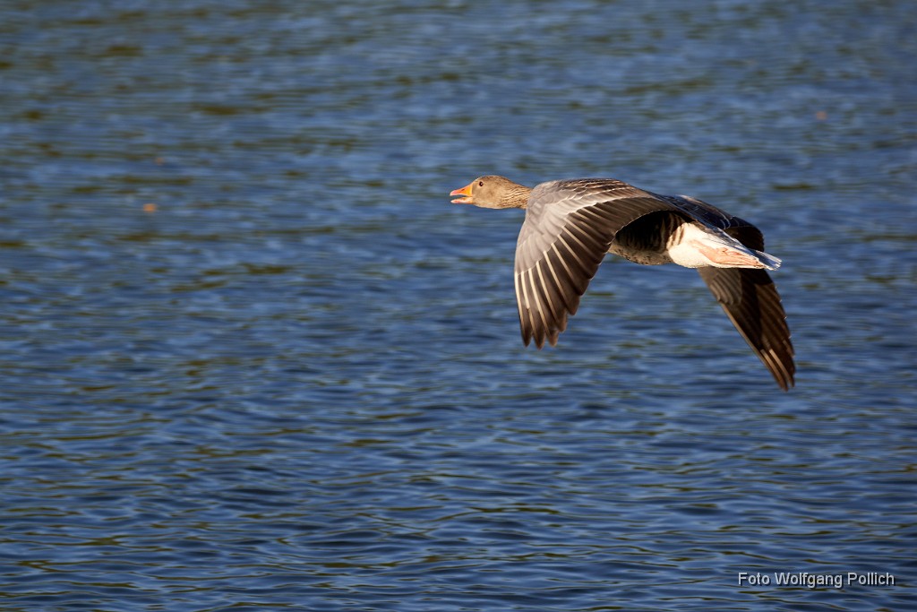 2018-05-07_019_Graugans_Amperstausee_WP.jpg -                                