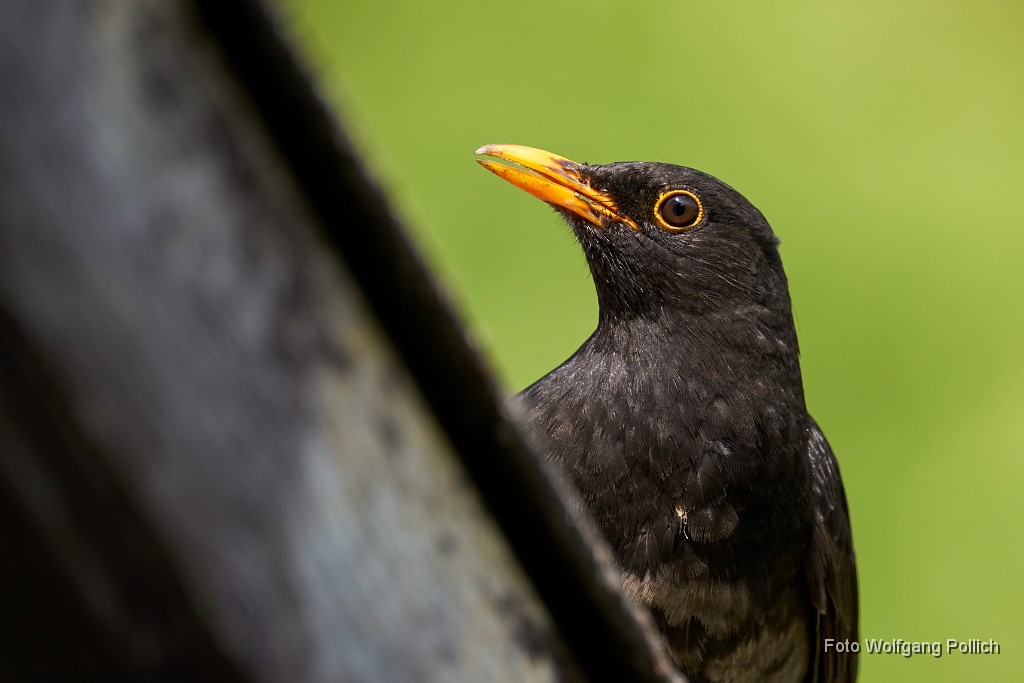 2018-05-11_023_Amsel_WP.jpg -                                