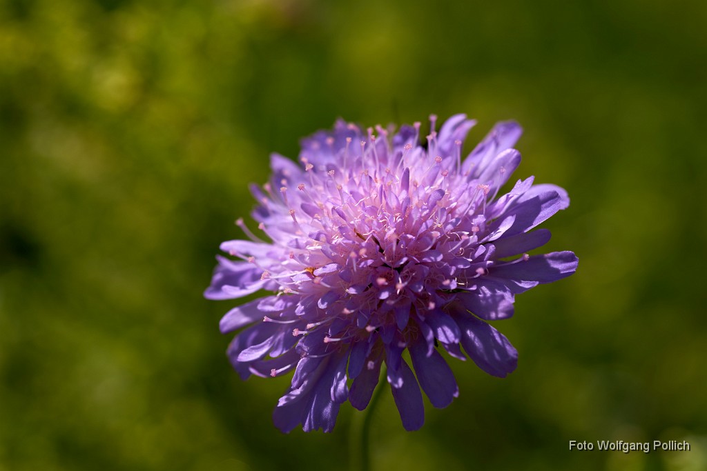 2018-05-26_043_Rotklee_Haspelmoor_WP.jpg -                                