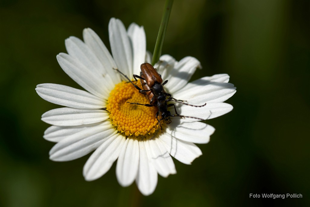 2018-05-26_044_Margerite_Haspelmoor_WP.jpg -                                