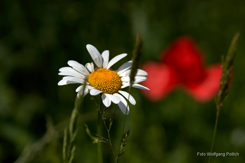 2018-05-26_045_Margerite_Haspelmoor_WP.jpg -                                