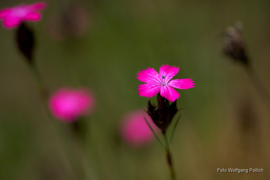 2018-05-26_047_Kartaeusernelke_Haspelmoor_WP.jpg -                                