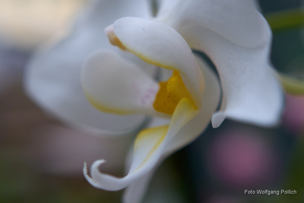 2018-05-29_051_Orchidee_WP.jpg -                                