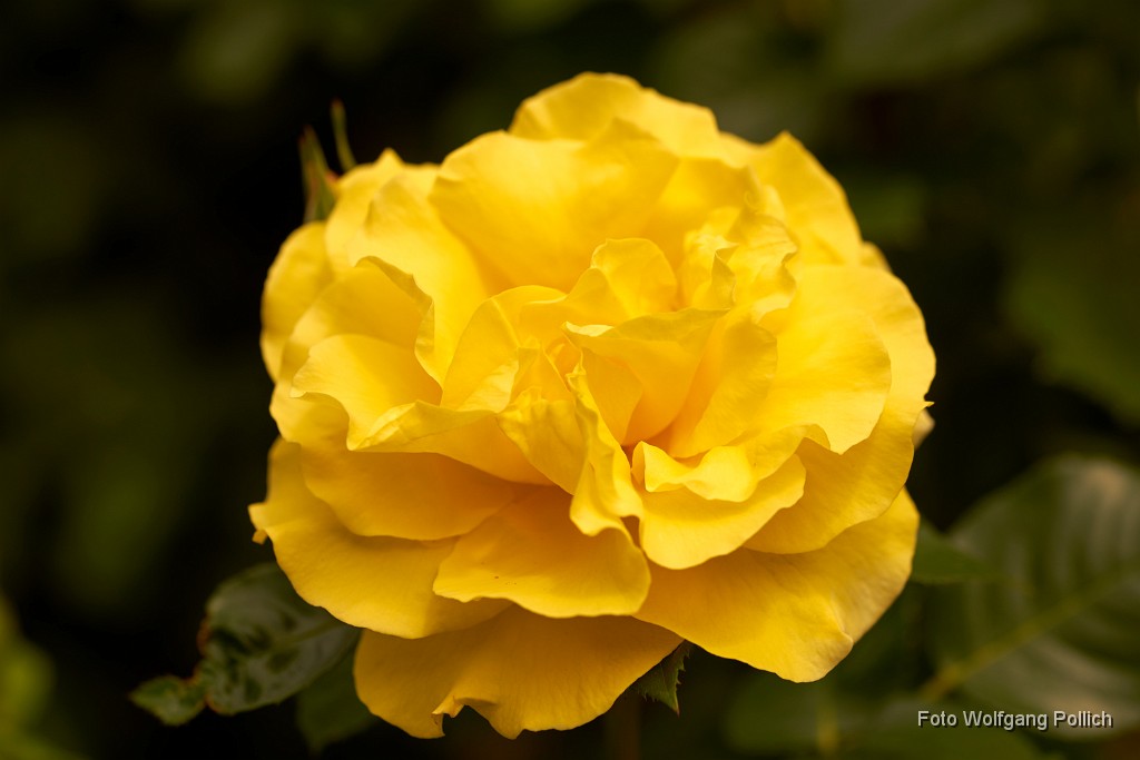 2018-05-29_054_Rose_WP.jpg -                                