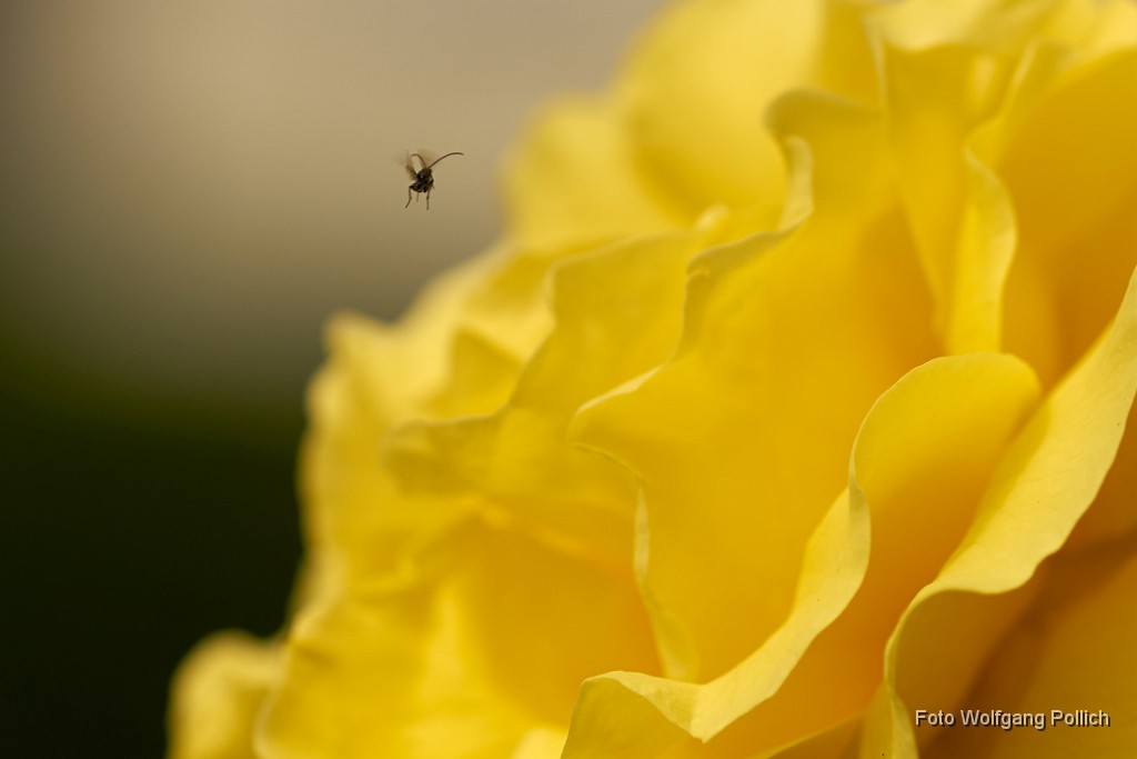 2018-05-29_055_Rose_WP.jpg -                                