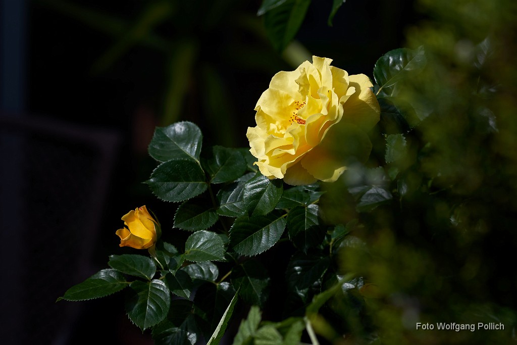 2018-05-29_056_Rose_WP.jpg -                                