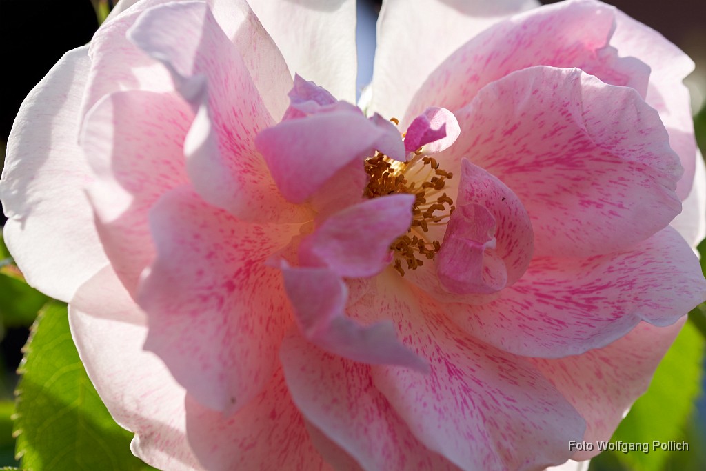 2018-05-29_057_Rose_WP.jpg -                                