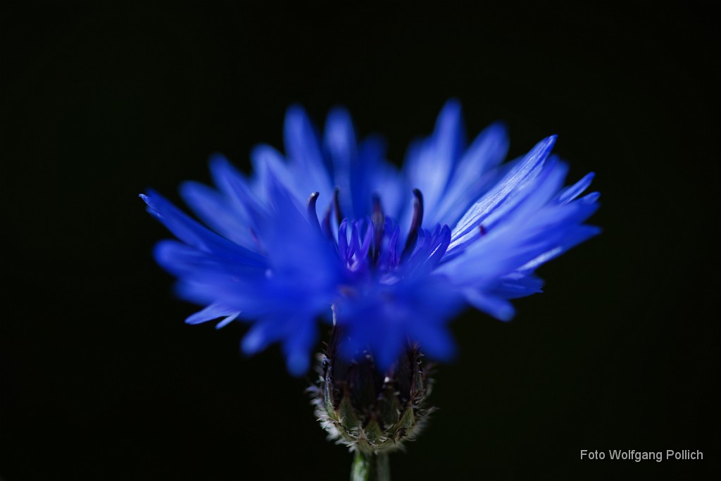 2018-05-29_061_Kornblume_WP.JPG