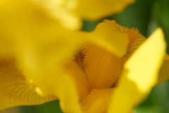 2018-05-05_001_Schwertlilie_im_Garten_WP