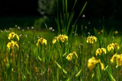 2018-05-06_004_Schwertlilien_im_Biotop_WP