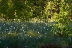 2018-05-26_036_Wollgras_Haspelmoor_WP