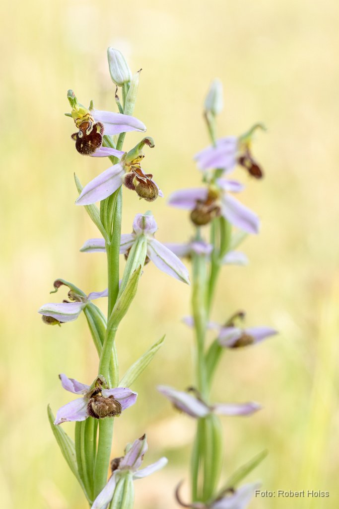 2018-06-30_10_Bienenragwurz_8164_RH.jpg