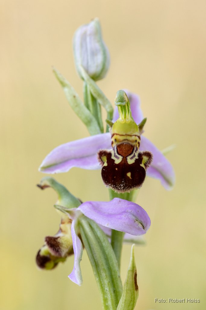 2018-06-30_11_Bienenragwurz_8126_RH.jpg