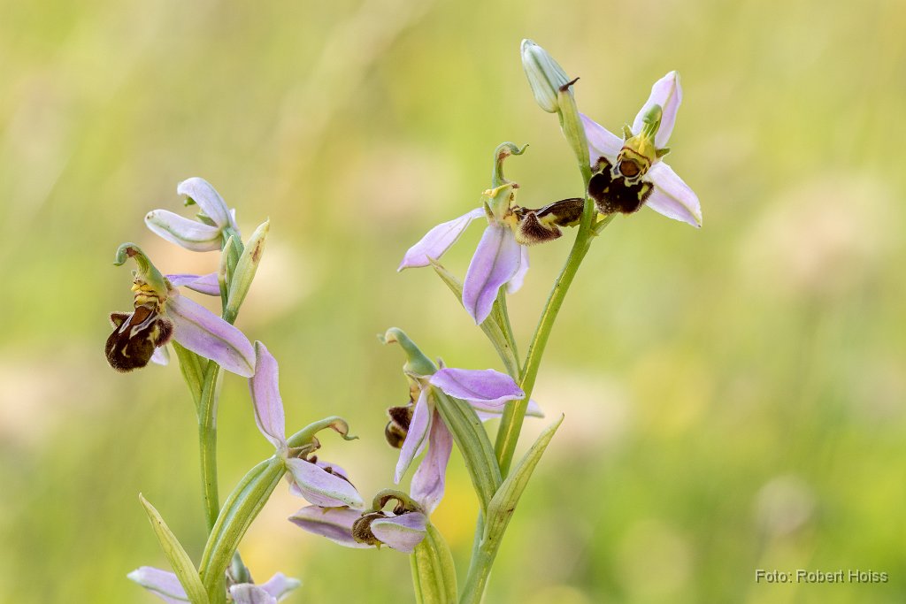 2018-06-30_14_Bienenragwurz_8168_RH.jpg