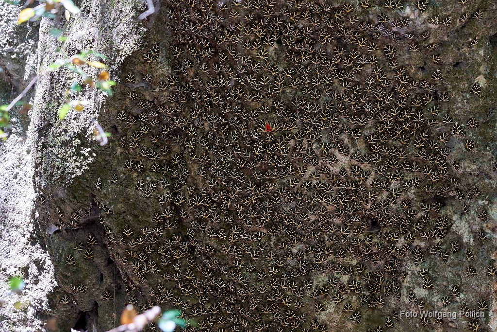 2018-06-13_030_Rhodos_Schmetterlingstal_WP.jpg -                                