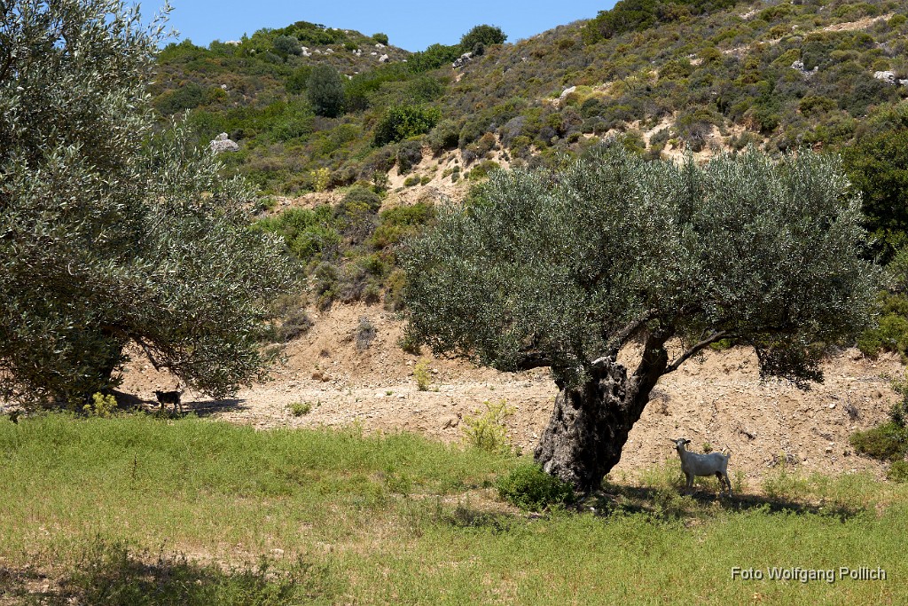 2018-06-13_034_Rhodos_Ziegen_WP.jpg -                                