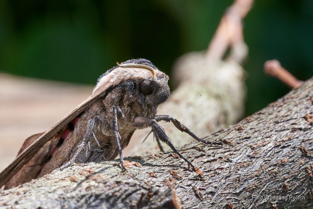 2018-06-30_047_Ligusterschwaermer_WP.jpg -                                