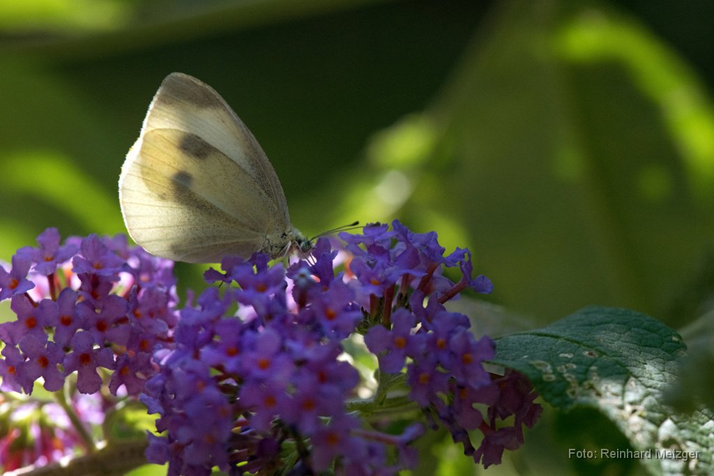 2018-07-08_15_Grosser_Kohlweissling_RM.jpg