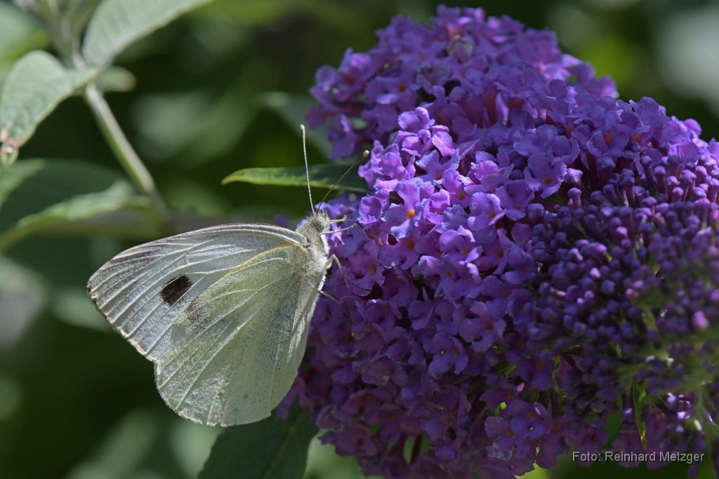 2018-07-09_18_Grosser_Kohlweissling_RM.jpg