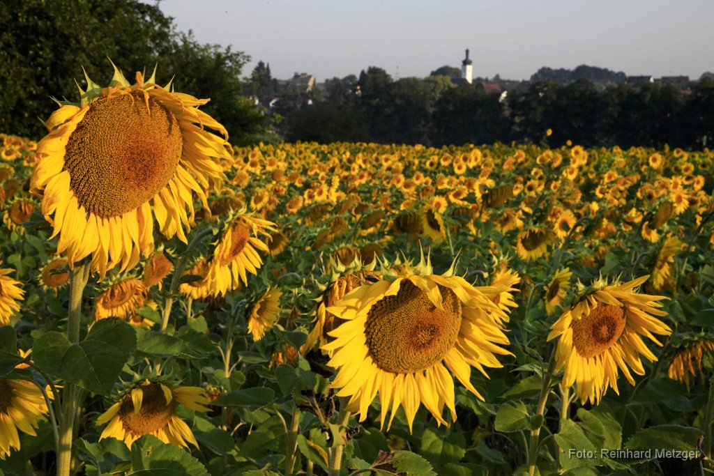 2018-07-17_25_Sonnenblumenfeld_RM.jpg