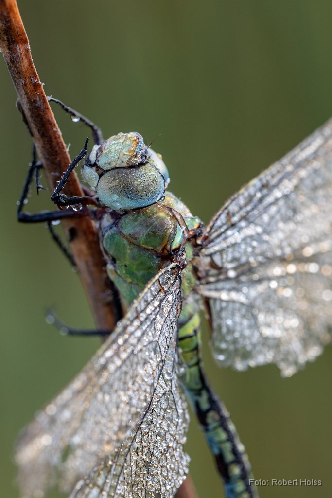 2018-07-31_06_Libellen_9032_RH.jpg