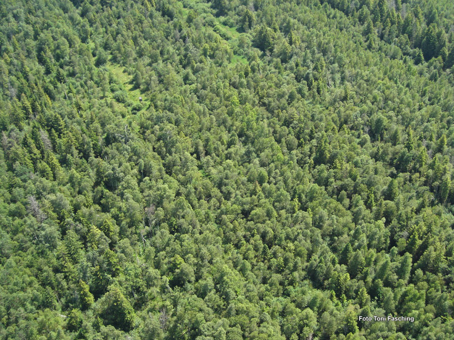 2009-08-07_022_Luftaufnahmen_Haspelmoor