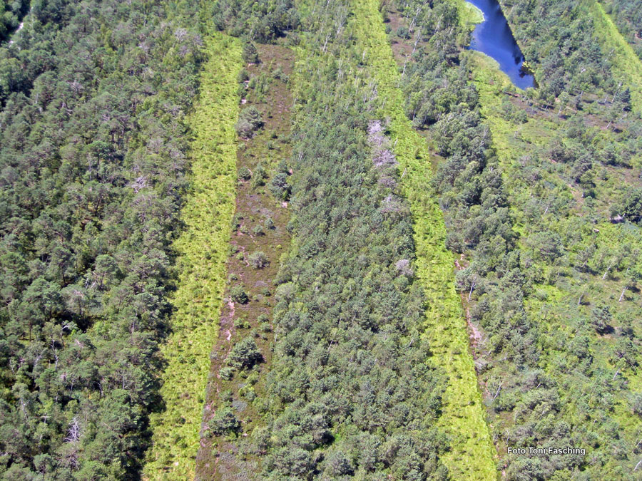 2009-08-07_028_Luftaufnahmen_Haspelmoor